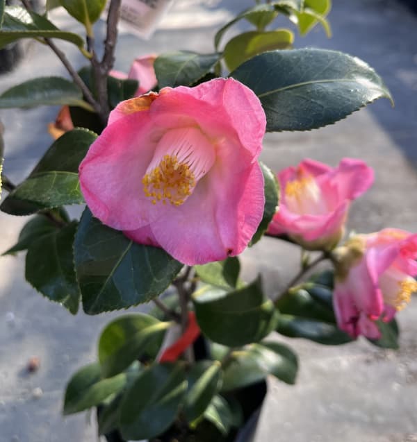 ツバキ（椿）：サニーサイド　4号ポット