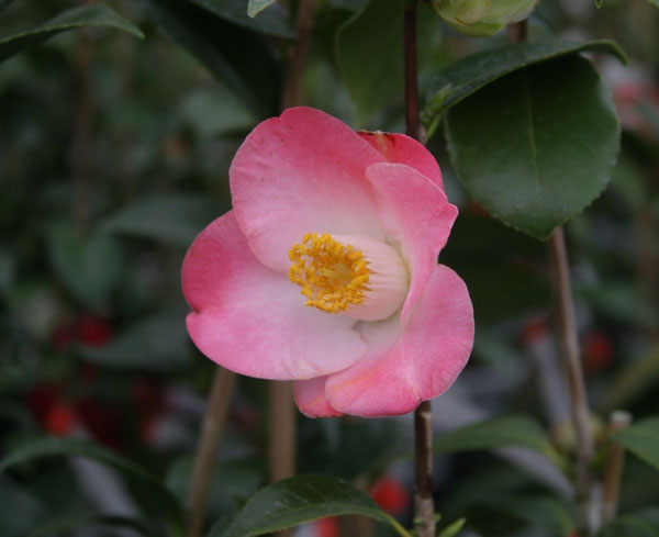 椿（ツバキ）：サニーサイド　4号ポット