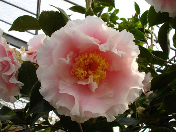 椿（ツバキ）：エレガンススプレンダー　4号ポット