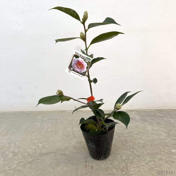 ツバキ（椿）：エレガンススプレンダー　4号ポット