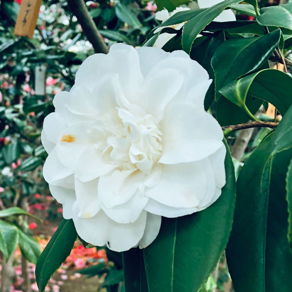 椿（ツバキ）：エレガンスシャンペン　4号ポット