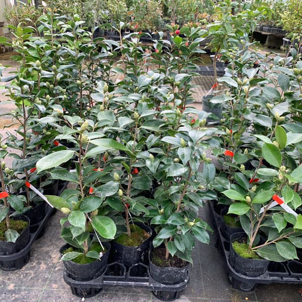 椿（ツバキ）：まほろば　4号ポット