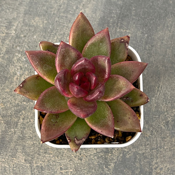 エケベリア：パープルローズ　2.5号ポット