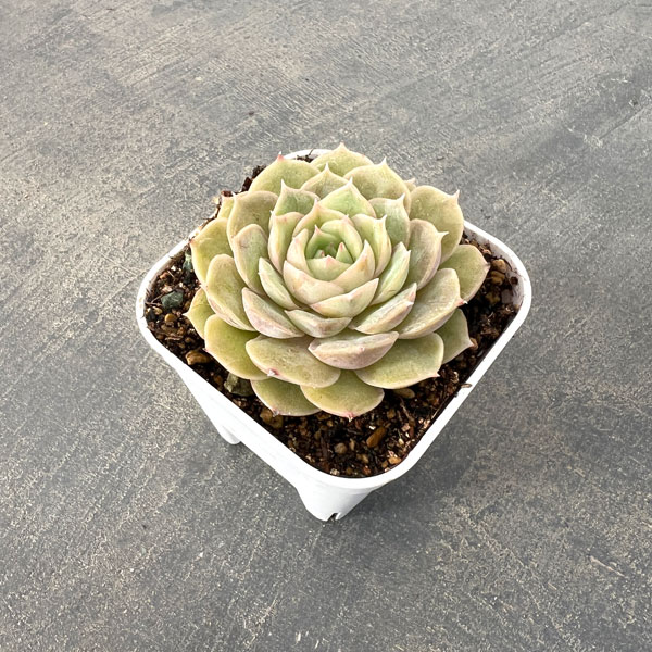 エケベリア：オンスロー  2.5号硬質ポット