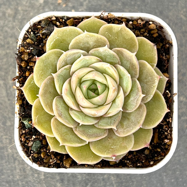 エケベリア：オンスロー  2.5号硬質ポット