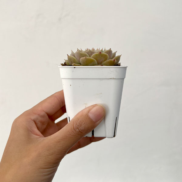 エケベリア：オンスロー  2.5号硬質ポット