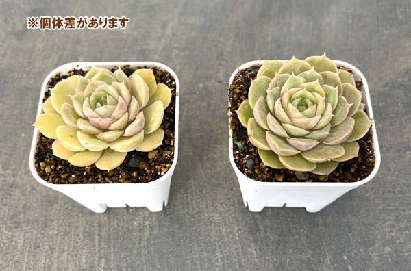 エケベリア：オンスロー  2.5号硬質ポット