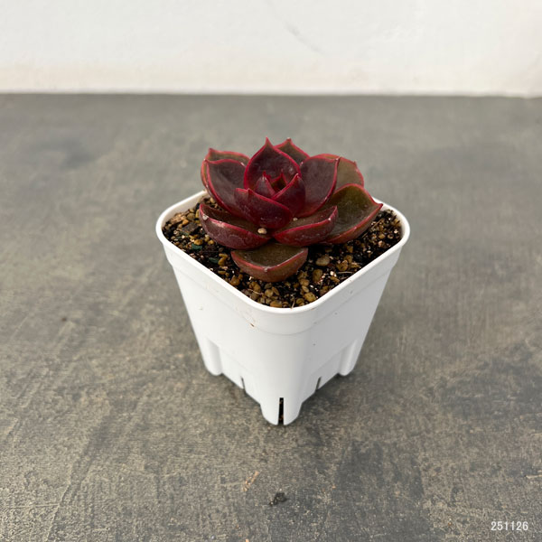 エケベリア：トラフィックライト　2.5号ポット
