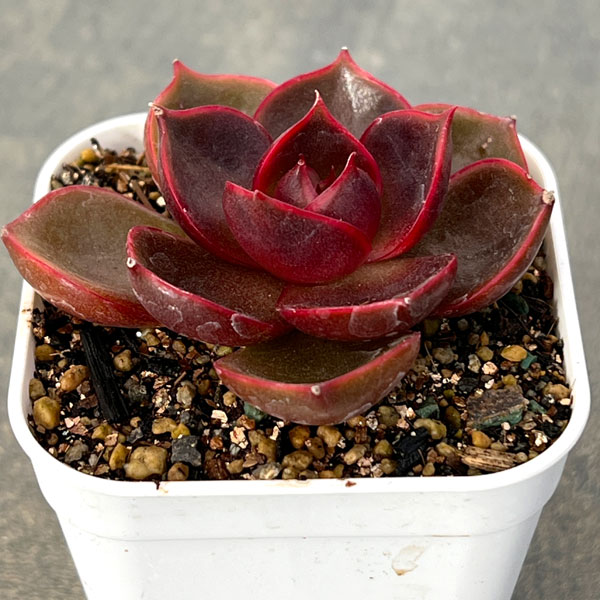 エケベリア：トラフィックライト　2.5号ポット