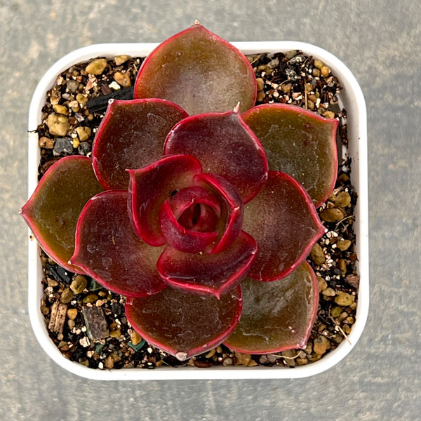 エケベリア：トラフィックライト　2.5号ポット