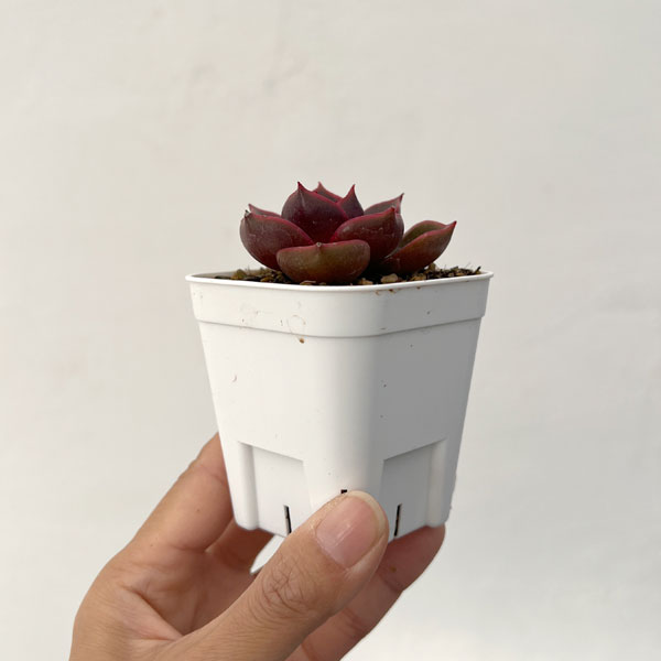 エケベリア：トラフィックライト　2.5号ポット