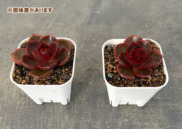 エケベリア：トラフィックライト　2.5号ポット