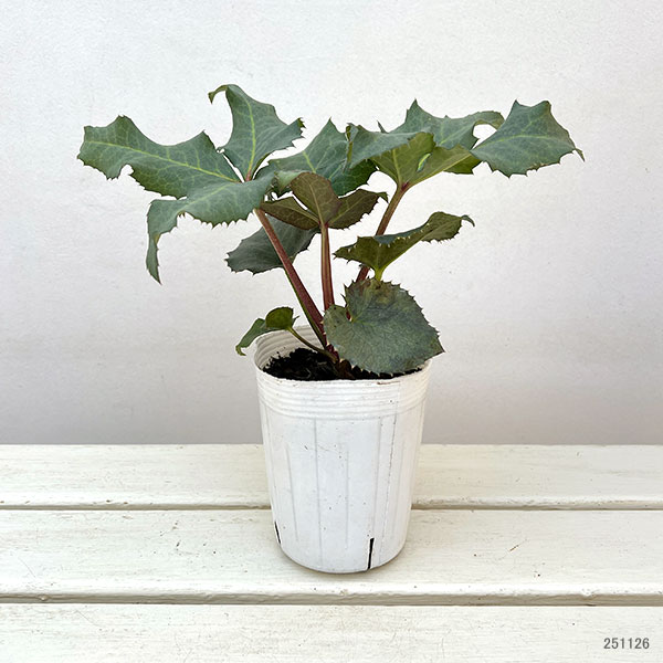 クリスマスローズ(原種系):ステルニー グレイスター(赤軸)3.5号ポット