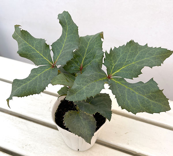 クリスマスローズ(原種系):ステルニー グレイスター(赤軸)3.5号ポット