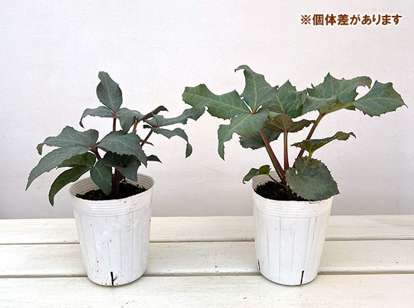 クリスマスローズ(原種系):ステルニー グレイスター(赤軸)3.5号ポット