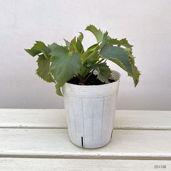 クリスマスローズ(原種系):ステルニー グレイスター(青軸)3.5号ポット