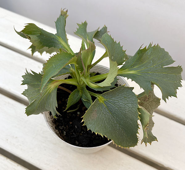 クリスマスローズ(原種系):ステルニー グレイスター(青軸)3.5号ポット