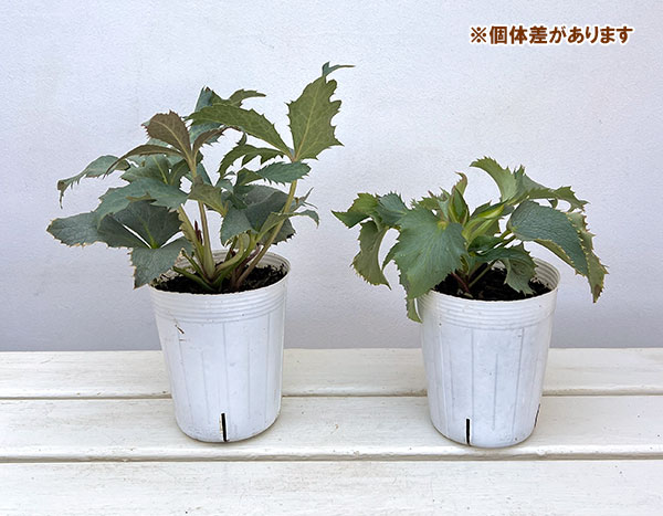 クリスマスローズ(原種系):ステルニー グレイスター(青軸)3.5号ポット