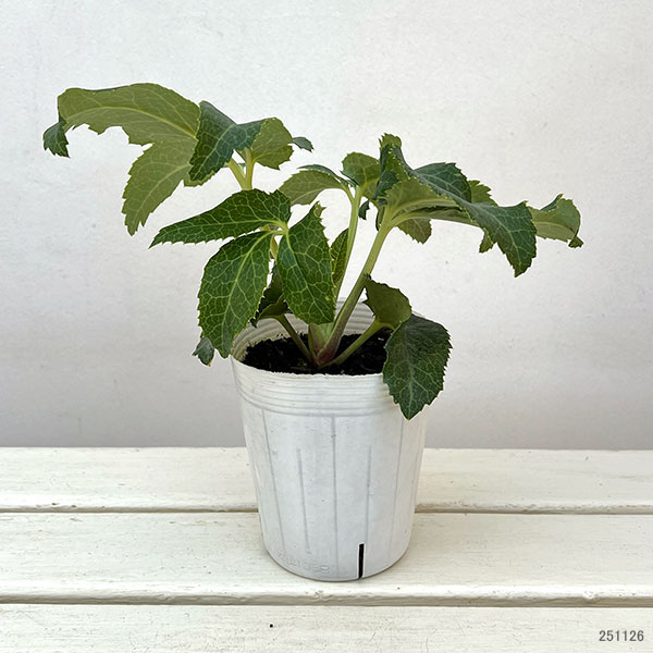 クリスマスローズ（原種系）：ステルニー　ティネケ3.5号ポット