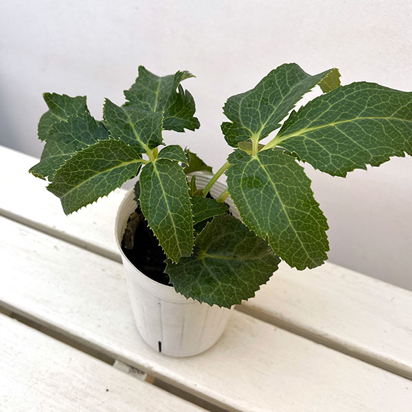 クリスマスローズ（原種系）：ステルニー　ティネケ3.5号ポット