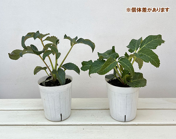 クリスマスローズ（原種系）：ステルニー　ティネケ3.5号ポット