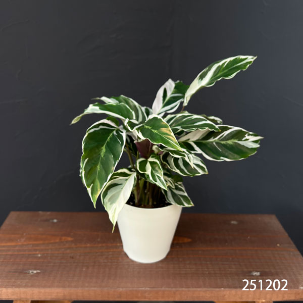 カラテア:ホワイトフュージョン 4号入り