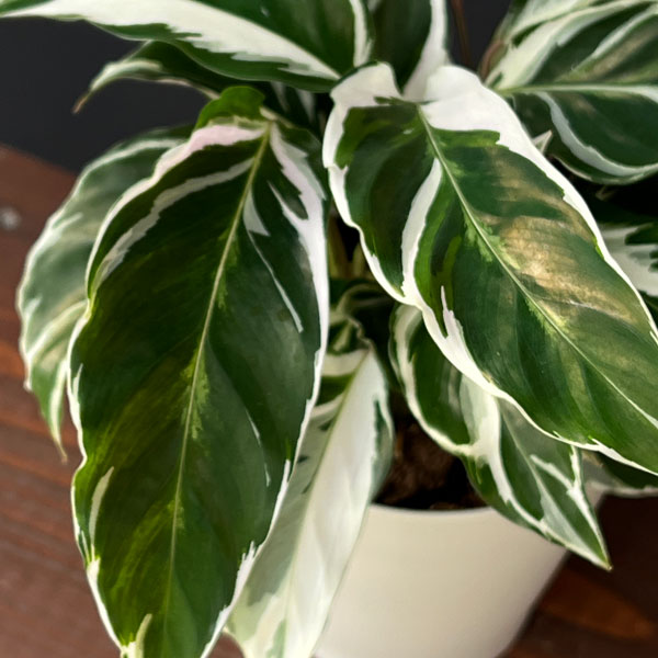 カラテア:ホワイトフュージョン 4号入り