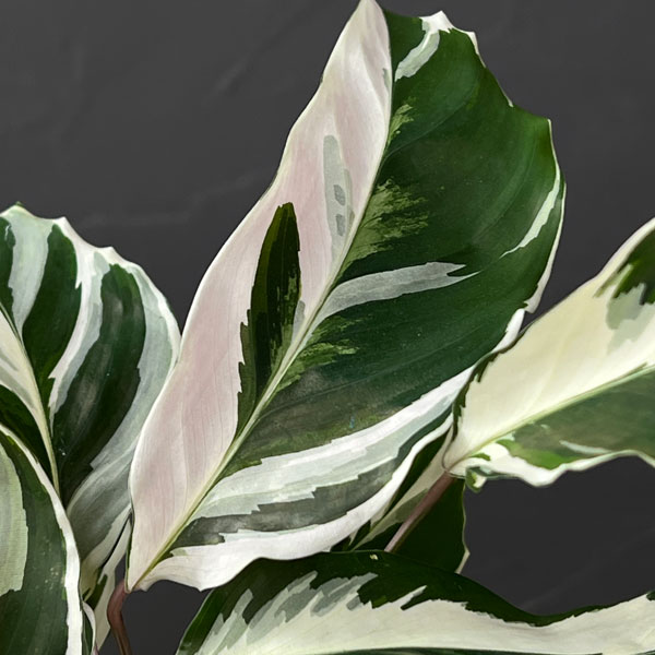 カラテア:ホワイトフュージョン 4号入り