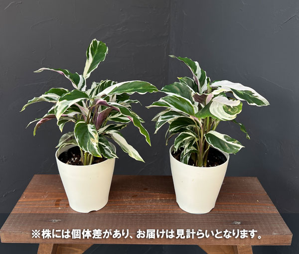 カラテア:ホワイトフュージョン 4号入り