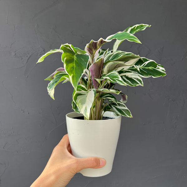 カラテア:ホワイトフュージョン 4号入り