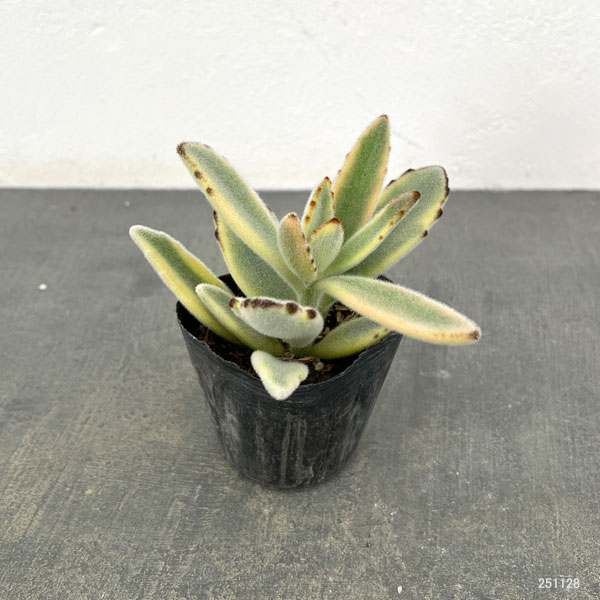 カランコエ：ツキトジニシキ（月兎耳錦）2.5号ポット