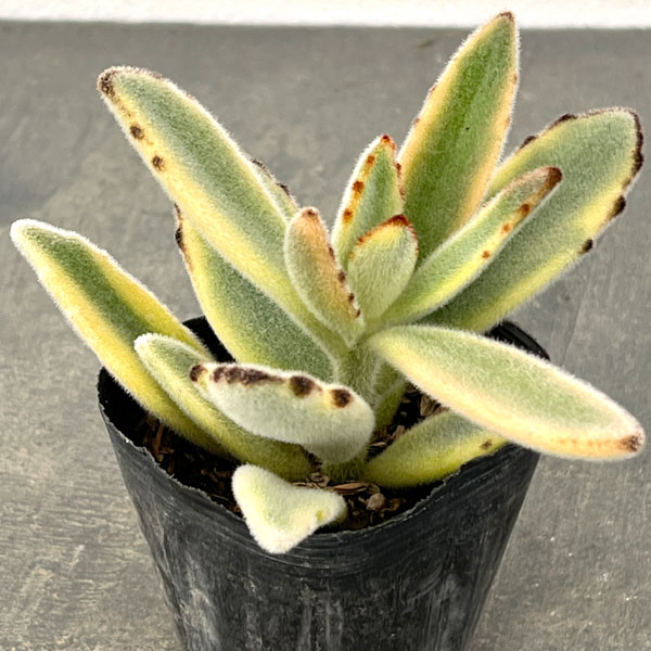 カランコエ：ツキトジニシキ（月兎耳錦）2.5号ポット