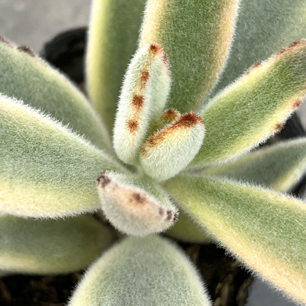 カランコエ：ツキトジニシキ（月兎耳錦）2.5号ポット