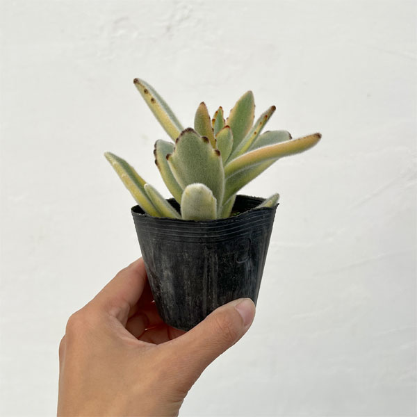 カランコエ：ツキトジニシキ（月兎耳錦）2.5号ポット