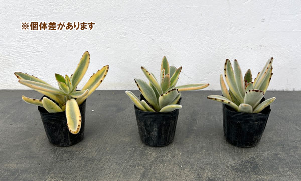 カランコエ：ツキトジニシキ（月兎耳錦）2.5号ポット