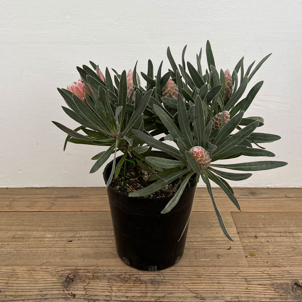 プロテア：ジュリエット7号25-05