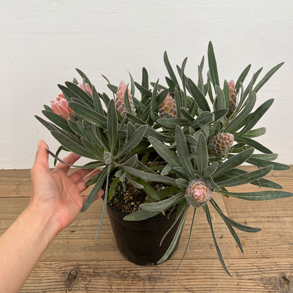 プロテア：ジュリエット7号25-05