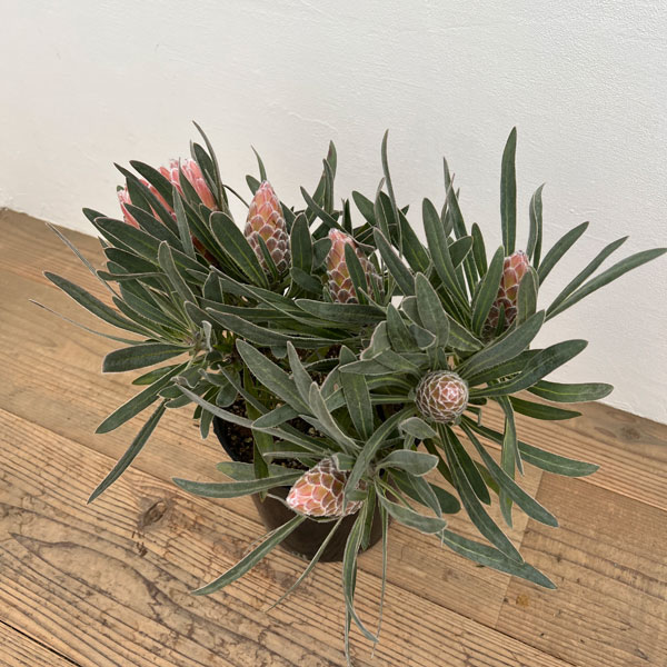 プロテア：ジュリエット7号25-05