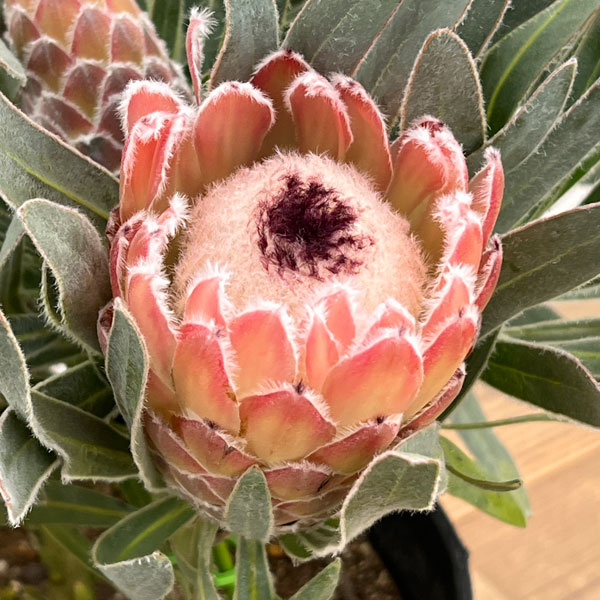 プロテア：ジュリエット7号25-05