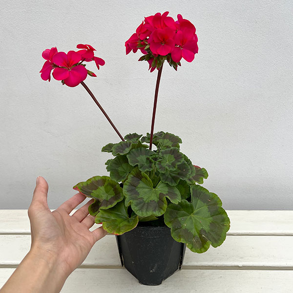 ゼラニウム：ピントプレミアム ディープスカーレット5号鉢植え