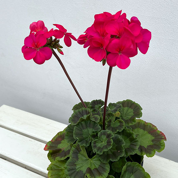 ゼラニウム：ピントプレミアム ディープスカーレット5号鉢植え