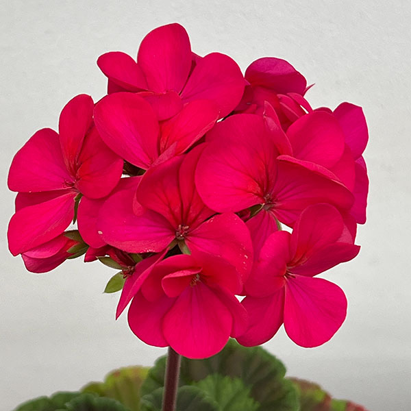 ゼラニウム：ピントプレミアム ディープスカーレット5号鉢植え