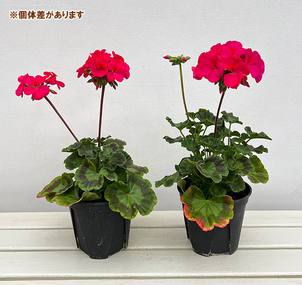 ゼラニウム：ピントプレミアム ディープスカーレット5号鉢植え