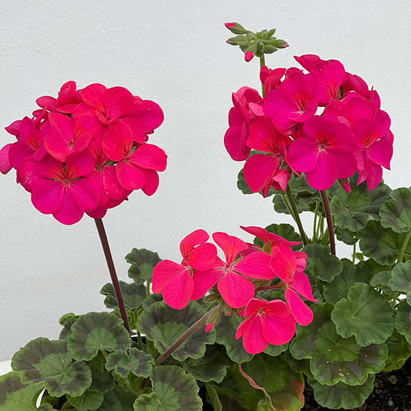 ゼラニウム：ピントプレミアム ディープスカーレット5号鉢植え