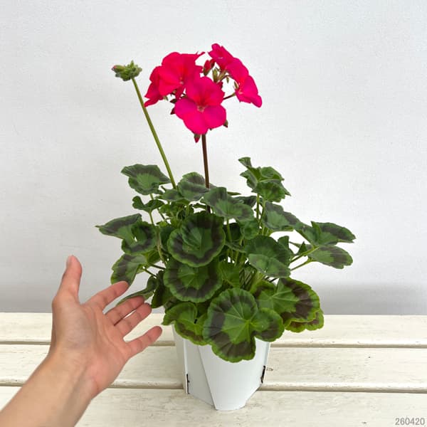 ゼラニウム：ピントプレミアム バイオレット5号鉢植え