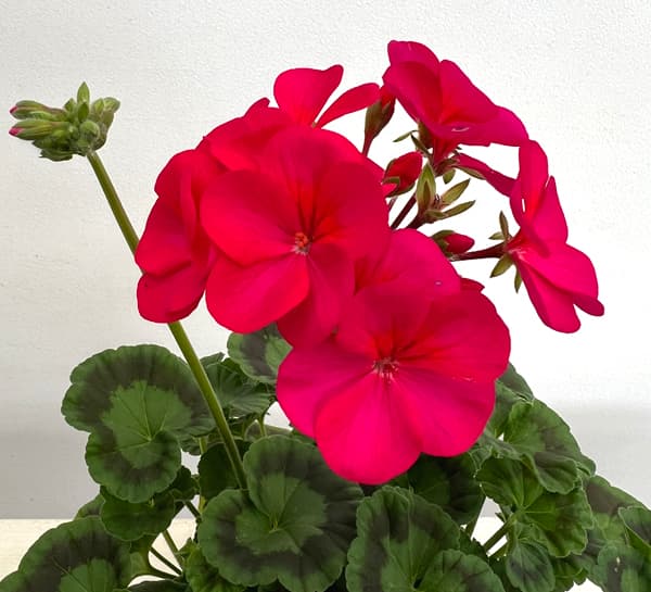 ゼラニウム：ピントプレミアム バイオレット5号鉢植え