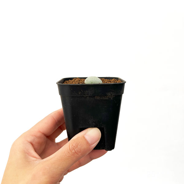 コノフィツム：カリキュラス（玉翡翠）　2.5号ポット