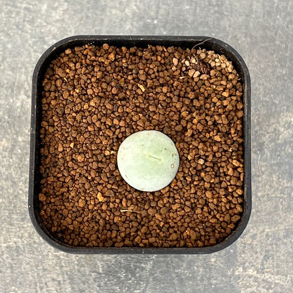 コノフィツム：カリキュラス（玉翡翠）　2.5号ポット