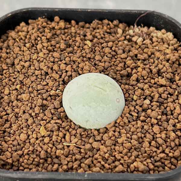 コノフィツム：カリキュラス（玉翡翠）　2.5号ポット