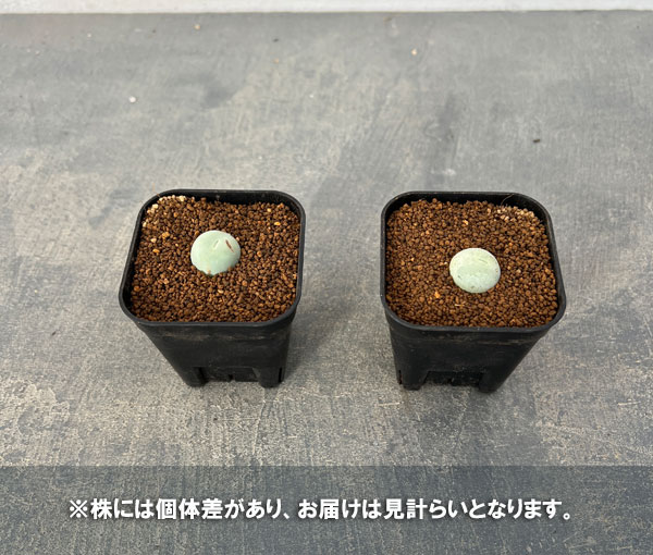 コノフィツム：カリキュラス（玉翡翠）　2.5号ポット